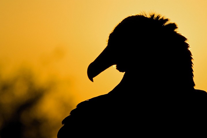 Rabengeier Coragyps atratus Black Vulture